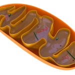 Mitochondria and Energy
