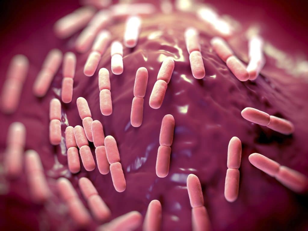 gut microbiome