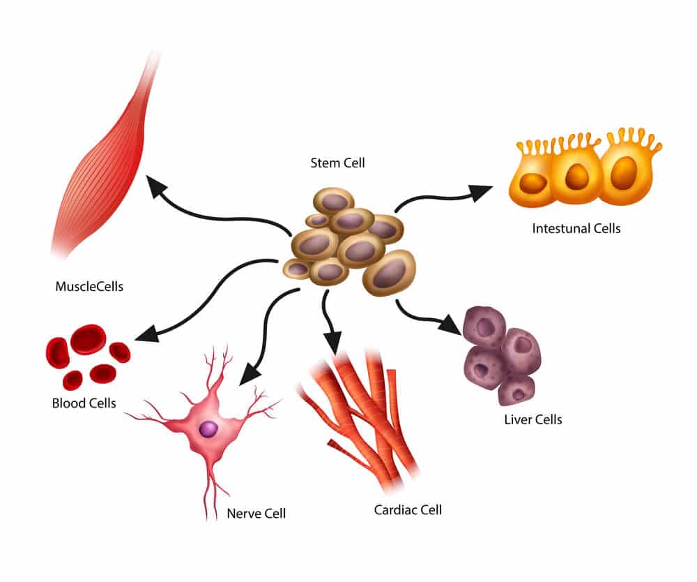 mesenchymal stem cells, stem cell therapy benefits