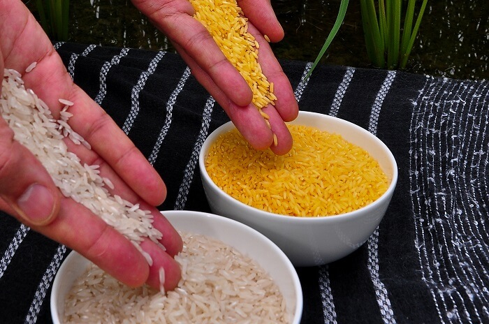 golden rice vs white rice in two different bowls