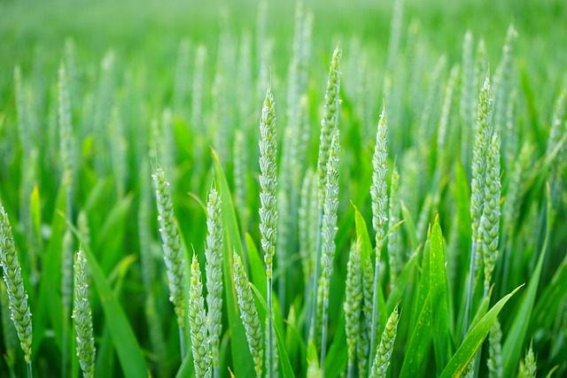wheatgrass benefits