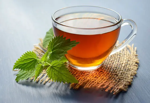 nettle tea benefits